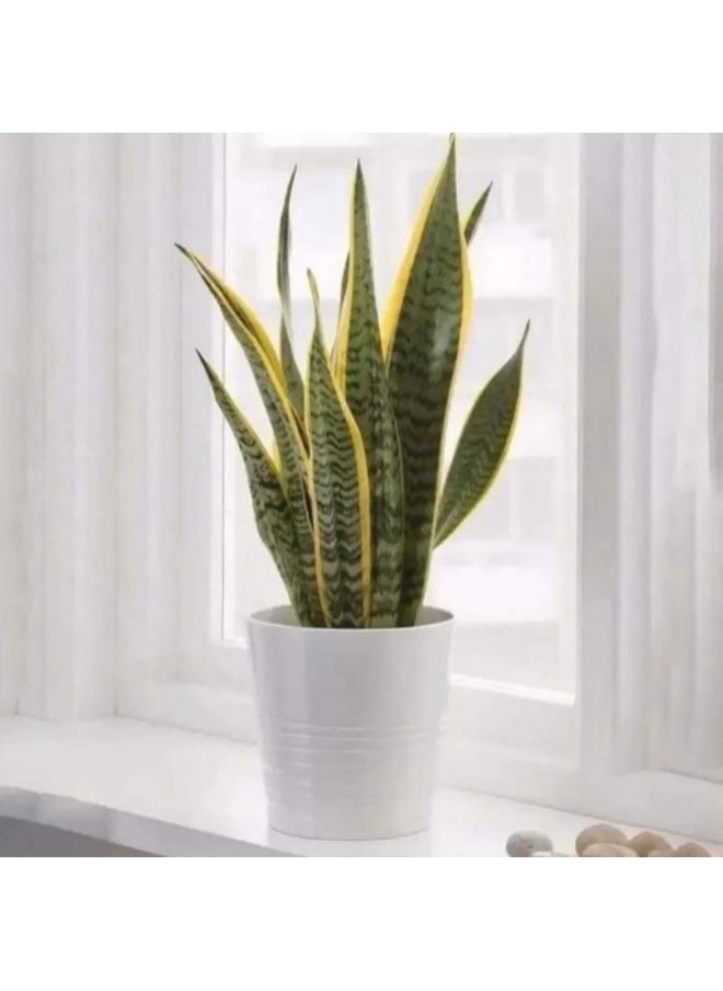 Sansevieria In White Pot - pzsku/ZE63E8F3EF7F1004103BEZ/45/_/1728536507/e5ecd2aa-1f2e-4ce1-bbcd-6b0ae1be65a4