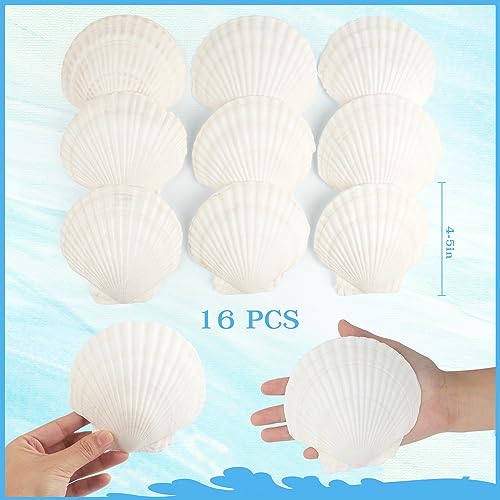 Jangostor 16 PCS Scallop Shells Natural Seashell, 4" to 5" White Scallop Shells Large Seashells for Crafts Wedding Decor Beach Theme Party, Fish Tank and Vase Filler - Image 2