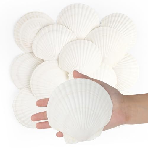Jangostor 16 PCS Scallop Shells Natural Seashell, 4" to 5" White Scallop Shells Large Seashells for Crafts Wedding Decor Beach Theme Party, Fish Tank and Vase Filler - Image 1