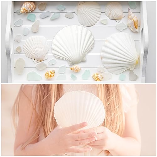 Jangostor 16 PCS Scallop Shells Natural Seashell, 4" to 5" White Scallop Shells Large Seashells for Crafts Wedding Decor Beach Theme Party, Fish Tank and Vase Filler - Image 4