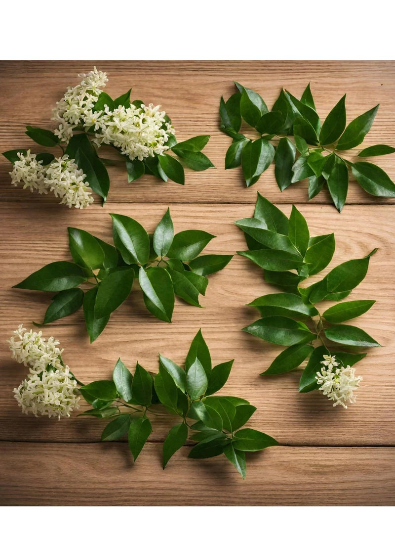 GROW - Ligustrum Flowers - Al Fajr - Image 1