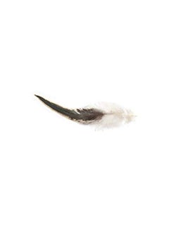 Asian Hobby Crafts Natural Dyed Feathers : Size Multi : Color Wild Hen : 80Pcs  - Image 5