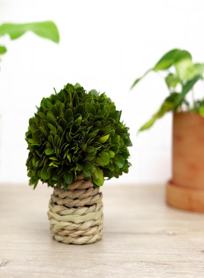 شركة بافيليون جيفت شركة بافيليون للهدايا - ديكور نباتي من خشب البقس المحفوظ، أعشاب بحرية، 6 بوصات، على شكل فطر - Image 5