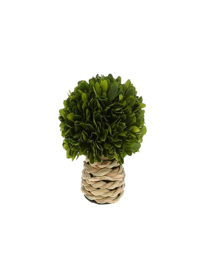 شركة بافيليون جيفت شركة بافيليون للهدايا - ديكور نباتي من خشب البقس المحفوظ، أعشاب بحرية، 6 بوصات، على شكل فطر - Image 1