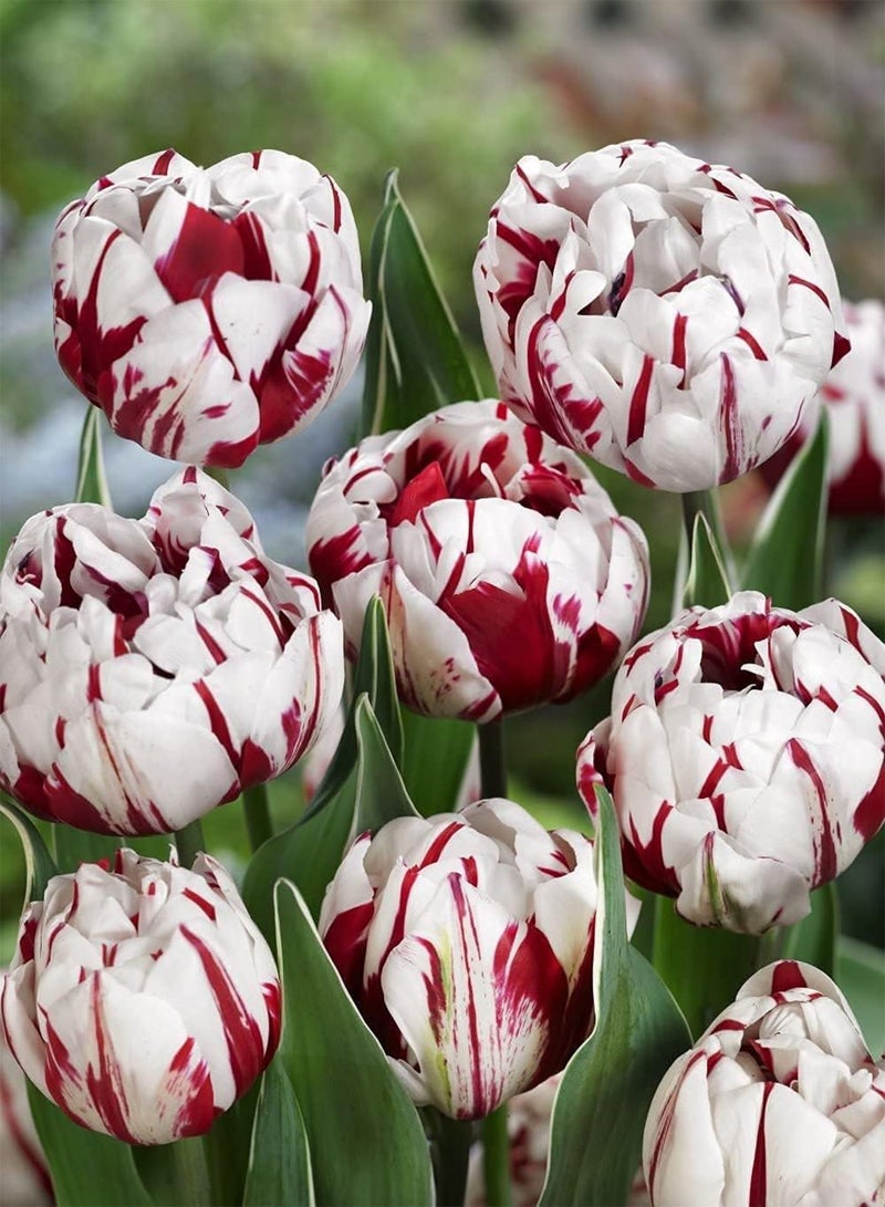 GGOOT 10Stück Rot weiße Tulpenzwiebeln Spleißen Farbe Heirloom Blumenzwiebeln EIN Muss für den Hausgarten Weit verbreitete Sorte einfache Kultivierung - Image 2