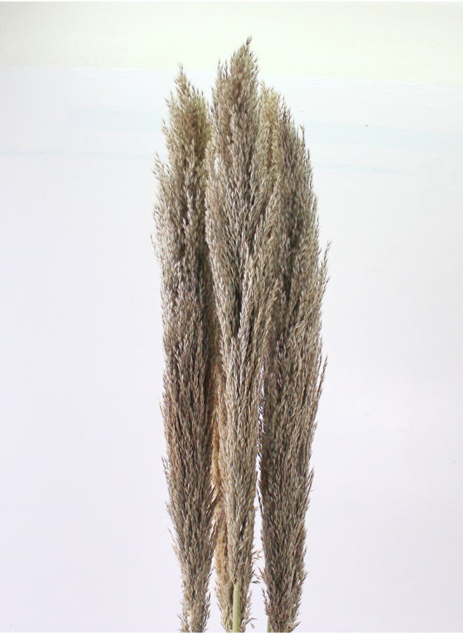 Generic - Hard Dried Pampas Grass Decor- Tall Extra-Long Decoration Pompous Branches 60-80 Cm Grass (5) - Image 1