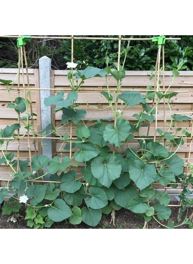 HOME TASTE دعامات نباتية طبيعية من الخيزران - 10 قطع 60 سم لدعم الحدائق للطماطم، الفاصوليا، الزهور والنباتات المتسلقة | صديقة للبيئة، دعم نباتي متين للاستخدام الداخلي والخارجي - Image 5