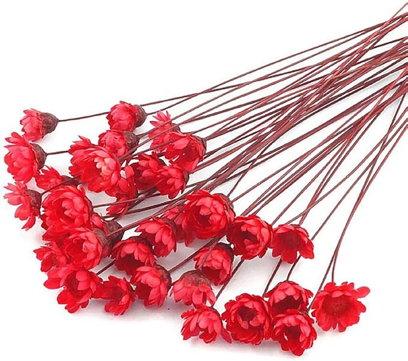 MLSG 100 Stems Natural Dry Flowers Brazilian Small Star Daisy Decorative Dried Flowers Mini Daisy Chamomile Bouquet for Wedding Floral Arrangements Home Decorations Red02