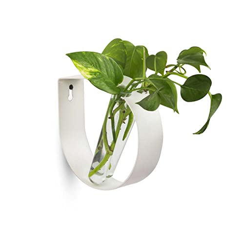 iCraft Wall Mounted Metal Ring and Two Test Tube Planters Connected with Metal Studd | Durable Wall Hanging Planter for Home, Office, Room, Outdoors, Indoors (White), Small - Image 1
