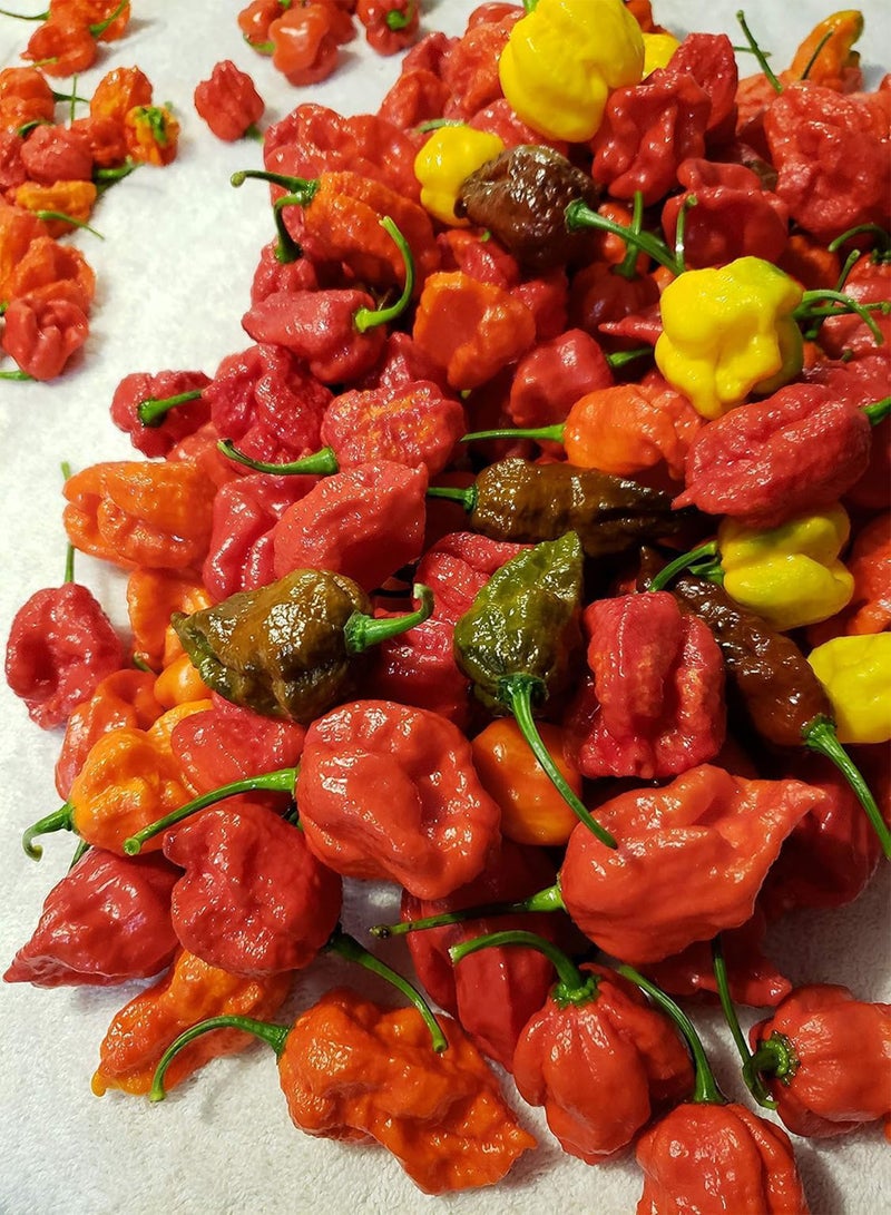 GGOOT Ultra Hot Mix Peppers -Chili Mix- Hot Pepper -> 10 Seeds - Image 3