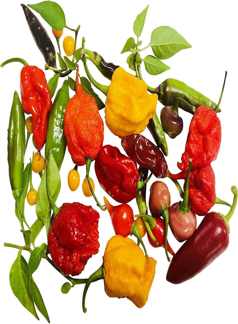 GGOOT Ultra Hot Mix Peppers -Chili Mix- Hot Pepper -> 10 Seeds - Image 2