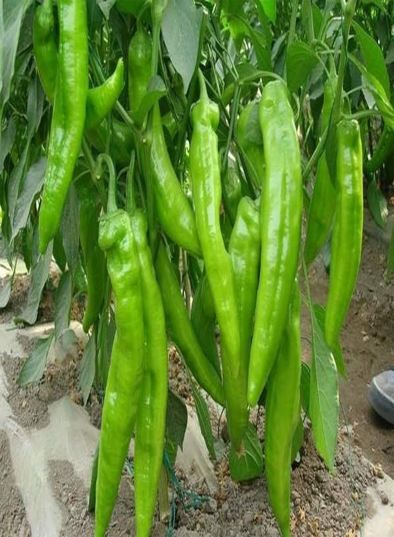 جي جوت 100 قطعة من حلوى الخبز المحمصة من أحجار كريمة الزينة الكاملة من أفضل الأشياء التي يمكنك الحصول عليها من خلال مجموعة من الأشياء الرائعة - Image 1