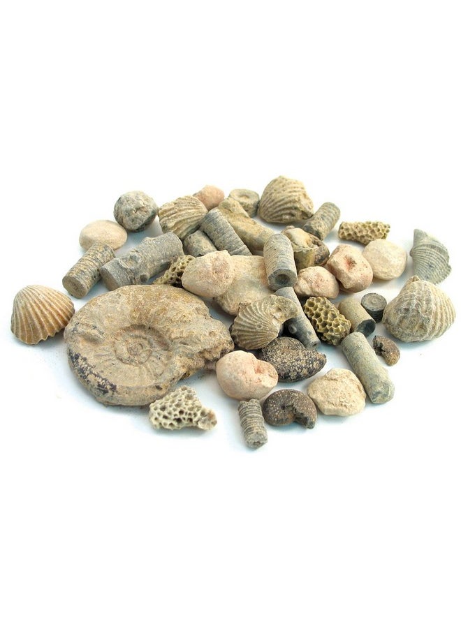 Fossil Sorting Kit 2 Lbs - pzsku/ZE67DC4A44F27D75F13DEZ/45/_/1710318087/c48eb5c9-d16b-4185-ab69-97ec0410235b