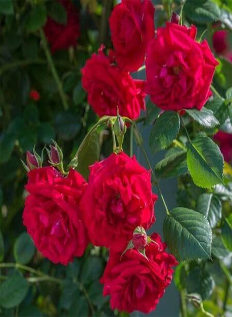 جي جوت 10 قطع من بذور زهرة الورد المتسلقة الطازجة - Image 2