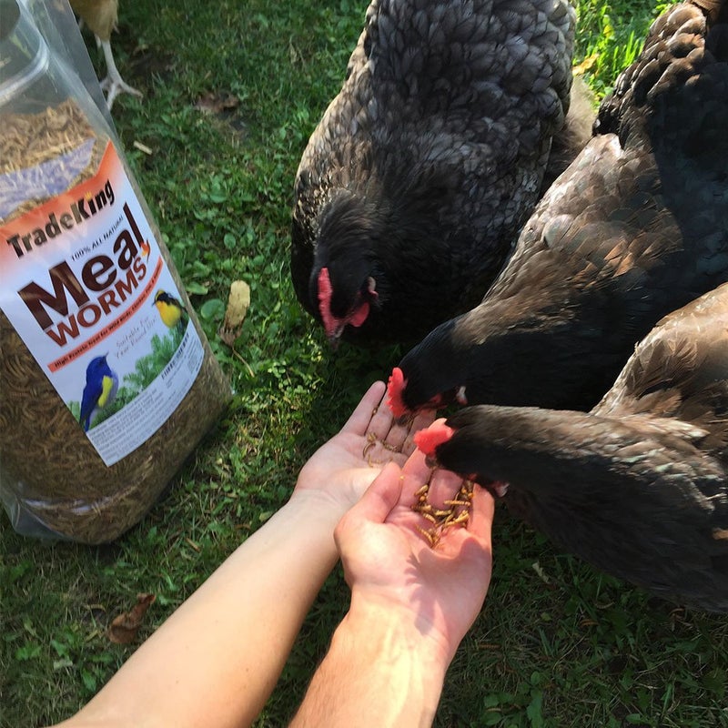 TradeKing 1 lb Dried Mealworms - High Protein Treat for Wild Birds, Chicken, Fish & Reptiles - Image 3