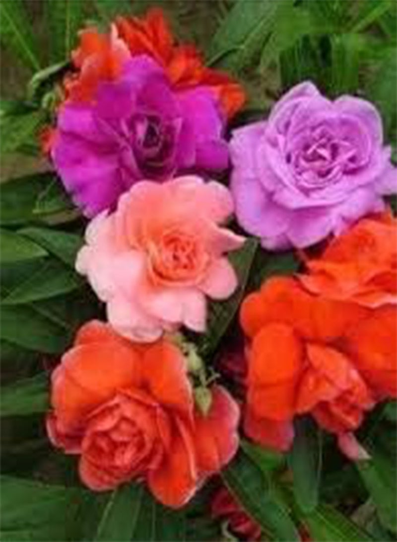 GGOOT seeds Fresh 50 pcs Evening Scented Home Garden Flower Seeds for Planting Mixed