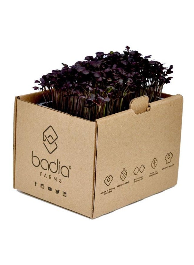 Red Mustard Cress, 15 to 20g - Spicy and Sharp, UAE