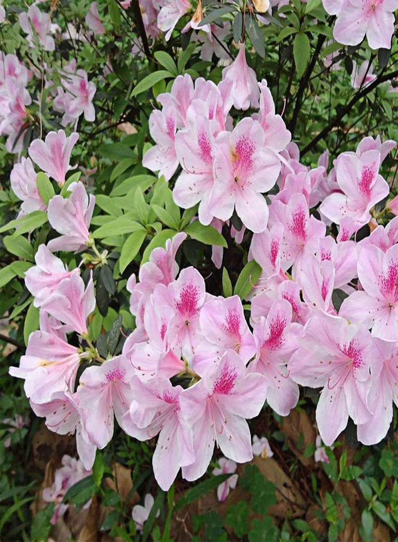 GGOOT seeds 50Pcs Rhododendron Seeds Pink Petal Flower Seeds Multi Perennial Home Plant Bonsai Flower Seeds Planting for Garden Patio Balcony Rhododendron Seeds - Image 3