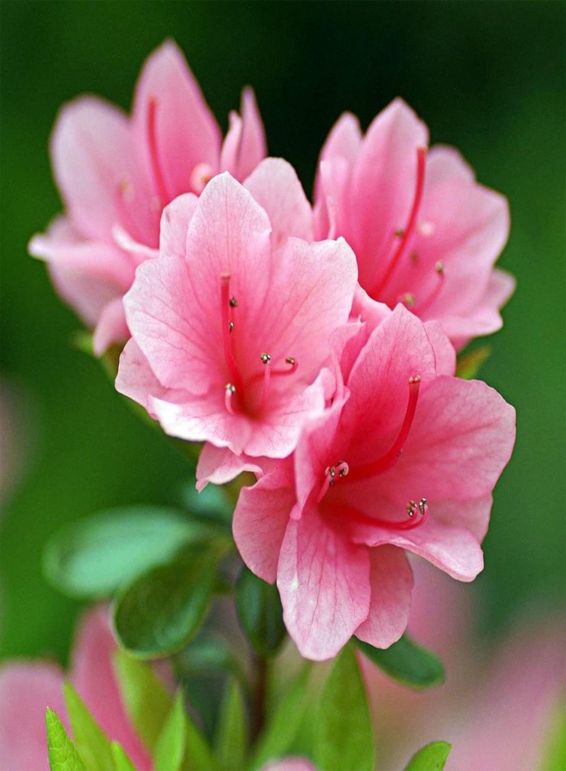 GGOOT seeds 50Pcs Rhododendron Seeds Pink Petal Flower Seeds Multi Perennial Home Plant Bonsai Flower Seeds Planting for Garden Patio Balcony Rhododendron Seeds - Image 4