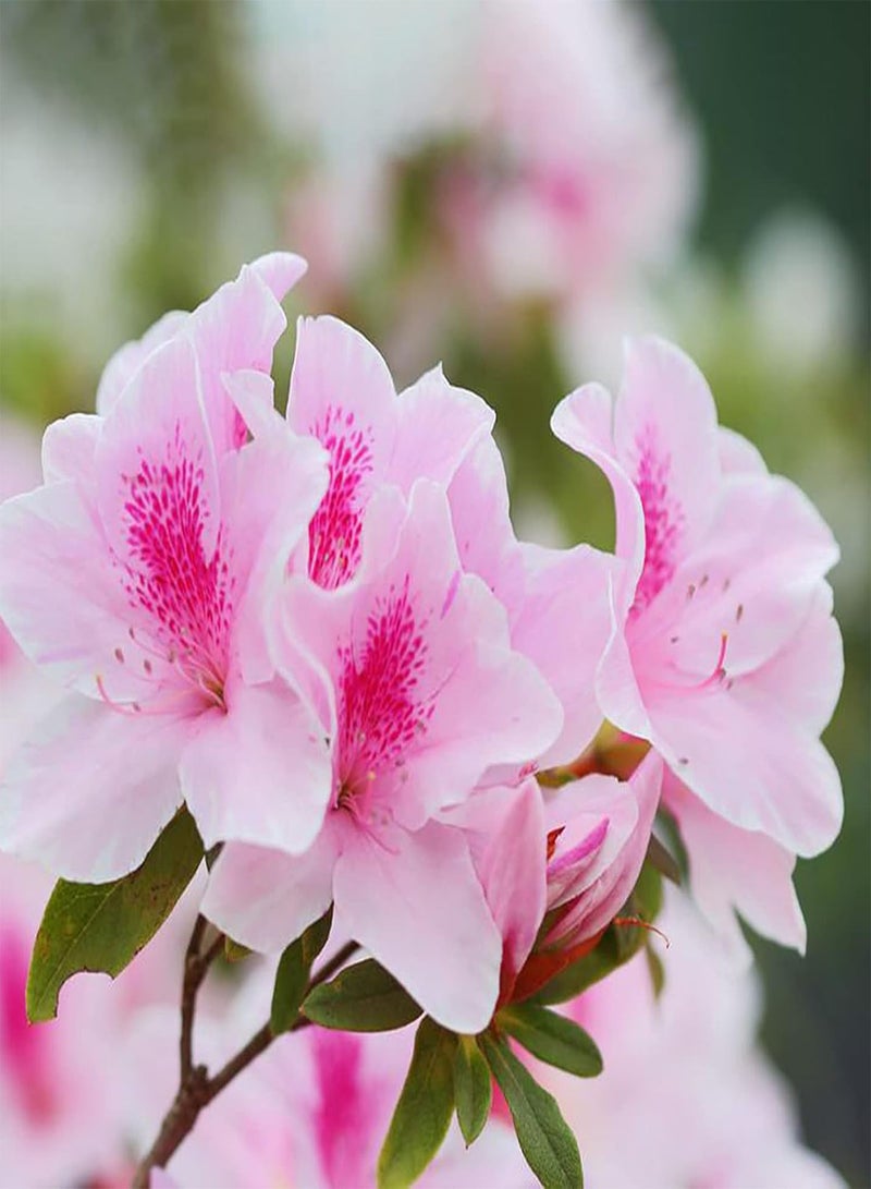 GGOOT seeds 50Pcs Rhododendron Seeds Pink Petal Flower Seeds Multi Perennial Home Plant Bonsai Flower Seeds Planting for Garden Patio Balcony Rhododendron Seeds - Image 2