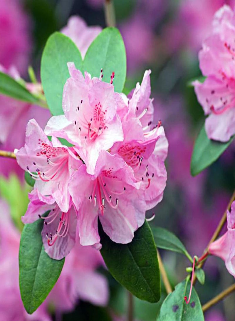 GGOOT seeds 50Pcs Rhododendron Seeds Pink Petal Flower Seeds Multi Perennial Home Plant Bonsai Flower Seeds Planting for Garden Patio Balcony Rhododendron Seeds - Image 1