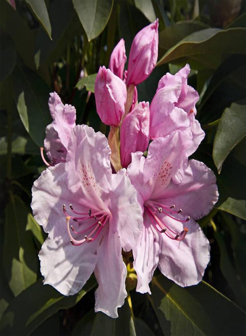 GGOOT seeds 50Pcs Rhododendron Seeds Pink Petal Flower Seeds Multi Perennial Home Plant Bonsai Flower Seeds Planting for Garden Patio Balcony Rhododendron Seeds - Image 5
