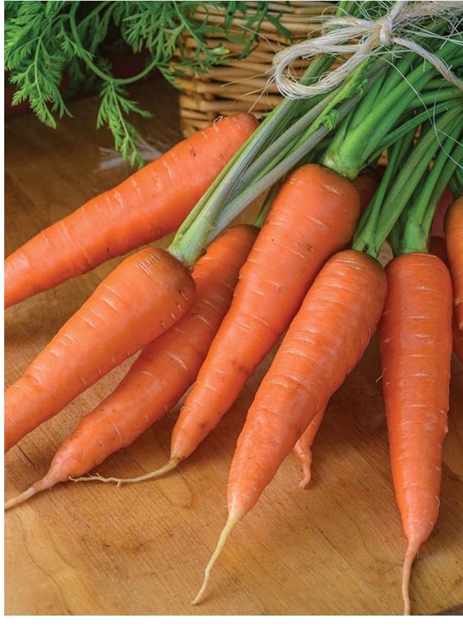 فيتو بذور الجزر العضوي Fito Ecologica Nantesa عالية الجودة (صنع في إسبانيا) بواسطة Semillas Fitó - Image 2