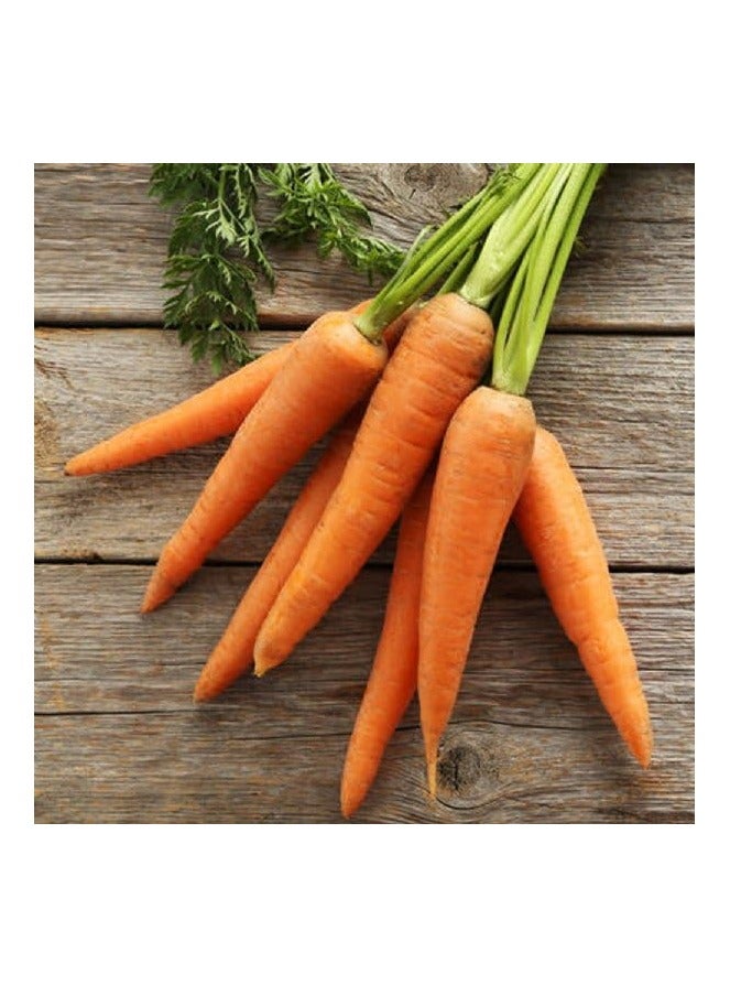 فيتو بذور الجزر العضوي Fito Ecologica Nantesa عالية الجودة (صنع في إسبانيا) بواسطة Semillas Fitó - Image 3