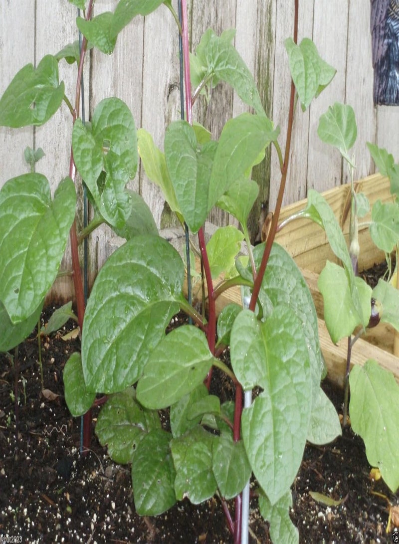 GGOOT Red  [Guyanese Thick Leaf Callaloo] Fast-growing Vine~500 Seeds - Image 3