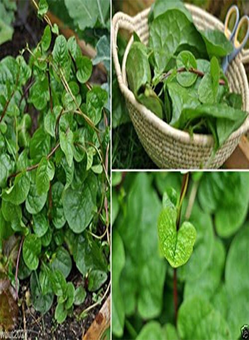 GGOOT Red  [Guyanese Thick Leaf Callaloo] Fast-growing Vine~500 Seeds - Image 2