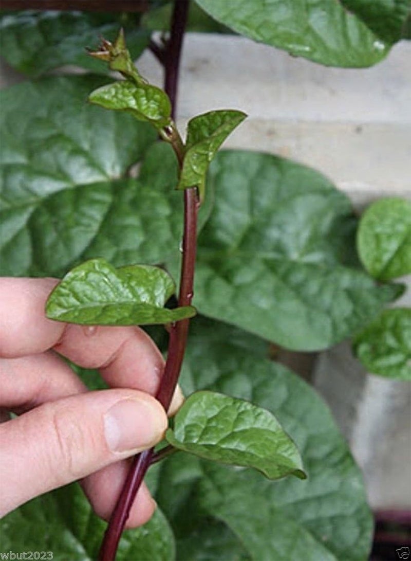 GGOOT Red  [Guyanese Thick Leaf Callaloo] Fast-growing Vine~500 Seeds - Image 1