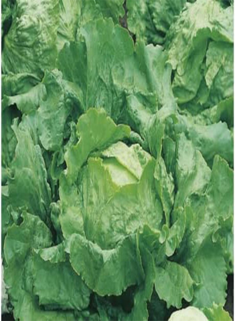 GGOOT 95 Seeds of Lettuce Webbs Wonderful