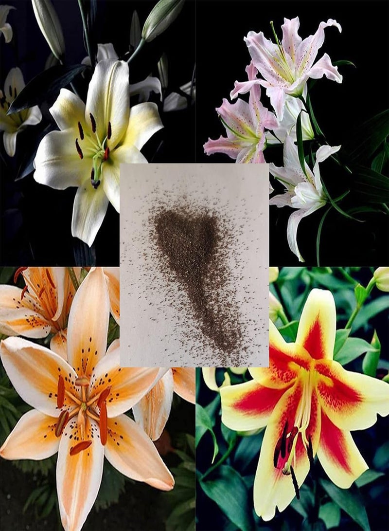 GGOOT 200Pcs Lilies Seeds Evergreen Hardy Plant Flower seeds Summer Flowering Bonsai Garden Plants Easy to Plant Flower Plant 6 - Image 2