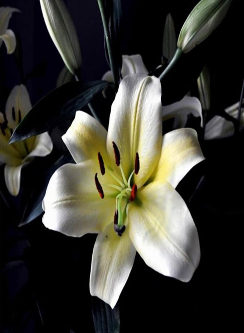 GGOOT 200Pcs Lilies Seeds Evergreen Hardy Plant Flower seeds Summer Flowering Bonsai Garden Plants Easy to Plant Flower Plant 6 - Image 3