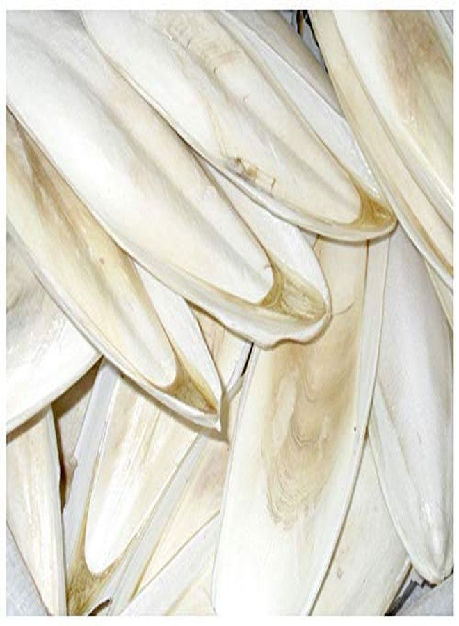 Parrots Wizard Cuttle Bone for Birds Calcium 400 Grams - Image 1
