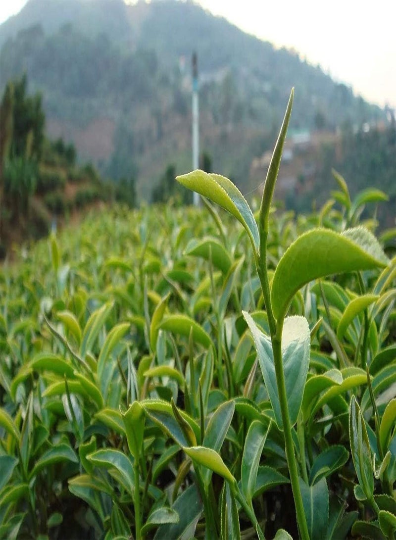 GGOOT 20 Seeds Green Tea Tree Seed Camellia Sinensis Plant Seeds Can Store Heirloom Seeds - Image 2