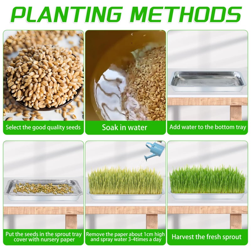 WBCBEC Plant Germination Trays, Stainless Steel Plant Trays Stainless Metal Trays Stainless Steel Seed Starter Carry Trays Nursery Seedling Pots Water Collection Transplantation (6PCS) - Image 3