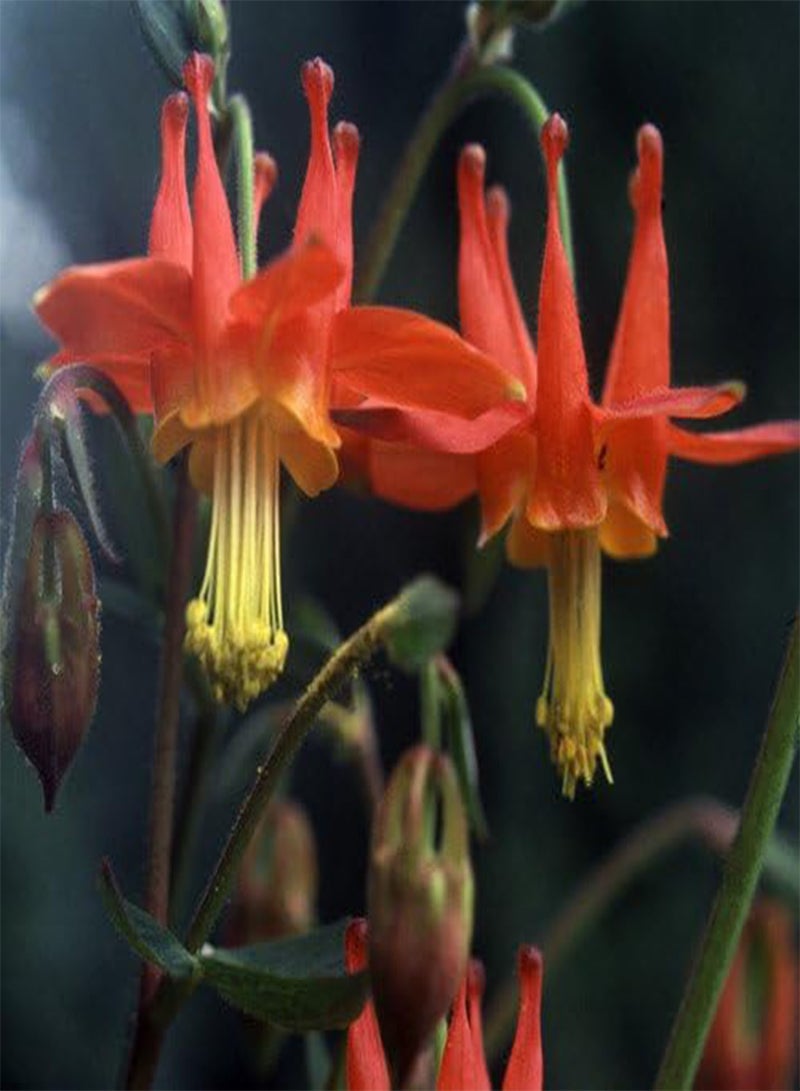 GGOOT Seeds - Aquilegia Canadensis Nana Seeds - Image 1