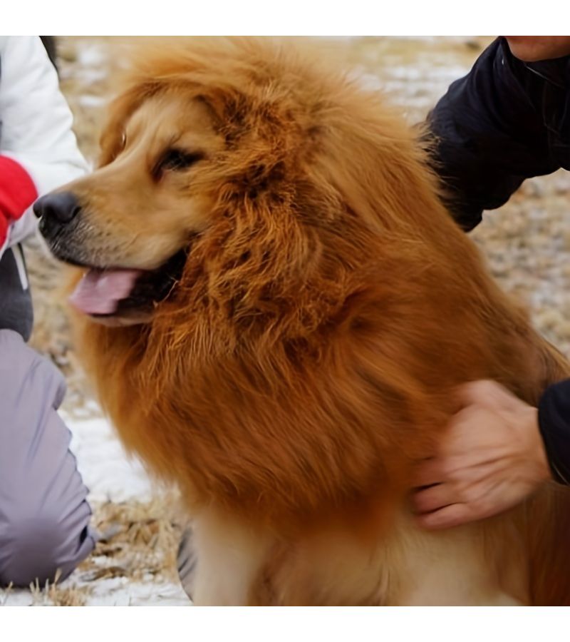 Lion Mane Dog Costume for Medium Large Breeds Dark Brown Halloween - Image 4