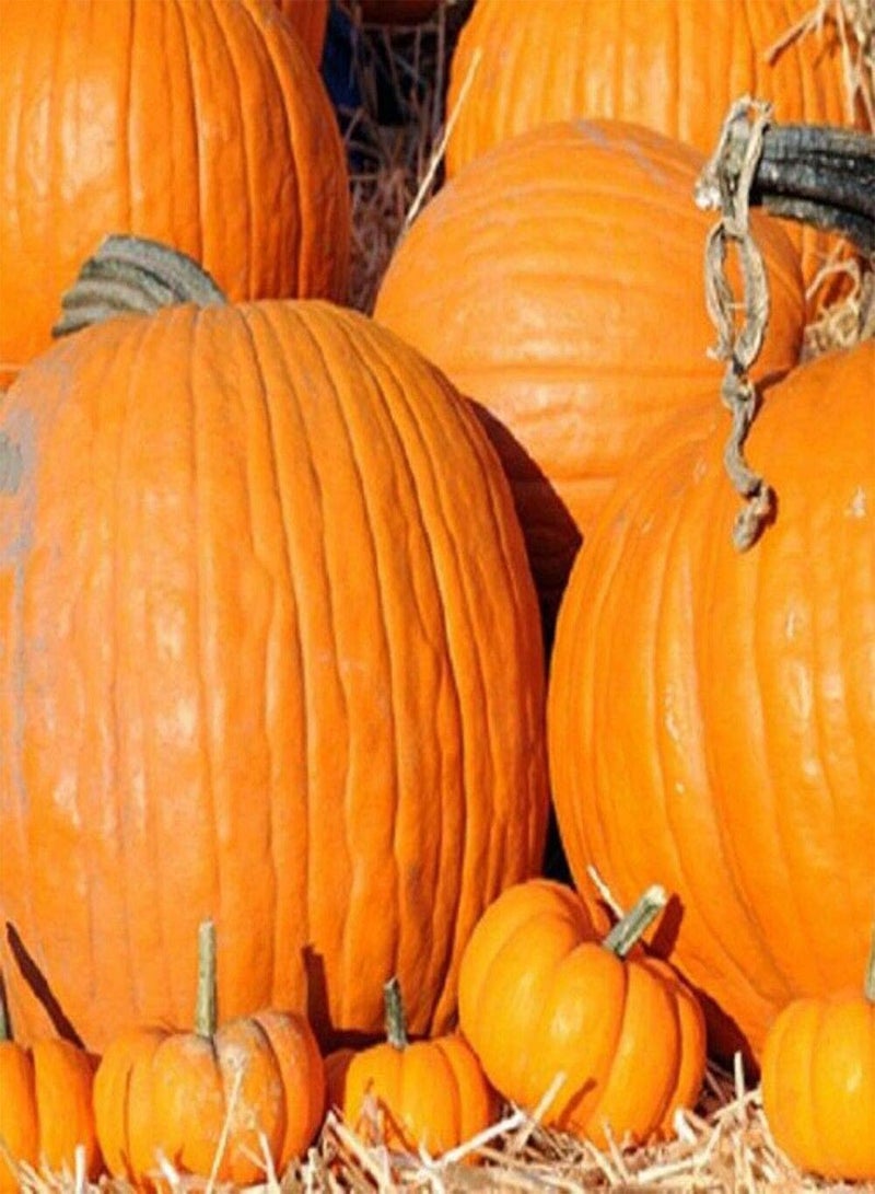 GGOOT Mammoth Gold Pumpkin - Cucurbita Maxima 'Mammoth' Vegetable Seeds, One of The Largest Pumpkin Varieties Home Garden Planting by Heavy Torch, 40 Seeds