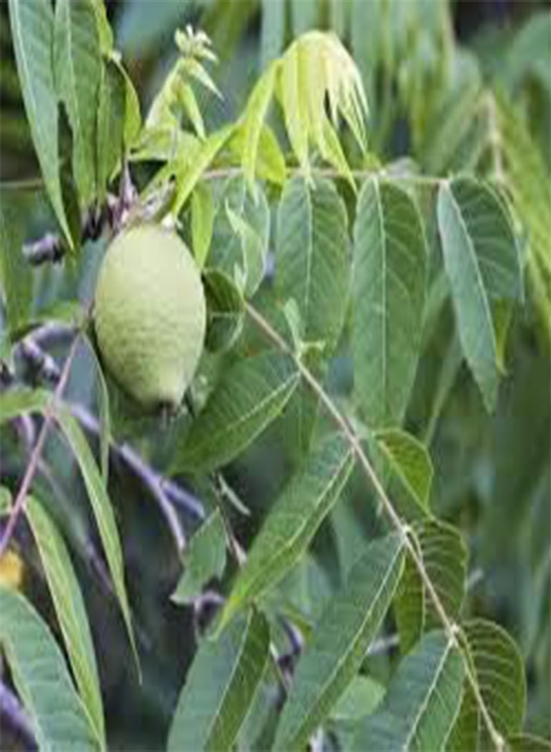 GGOOT 5 Walnut Tree Seeds - Image 1