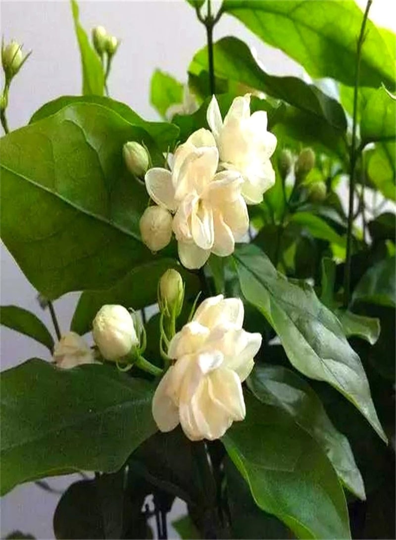 جي جوت بذور الياسمين النادرة للزراعة في المملكة المتحدة، بذور نباتات للحديقة، بذور زهور للزراعة في الهواء الطلق، بذور البستنة Perrenial-500 قطعة - Image 1