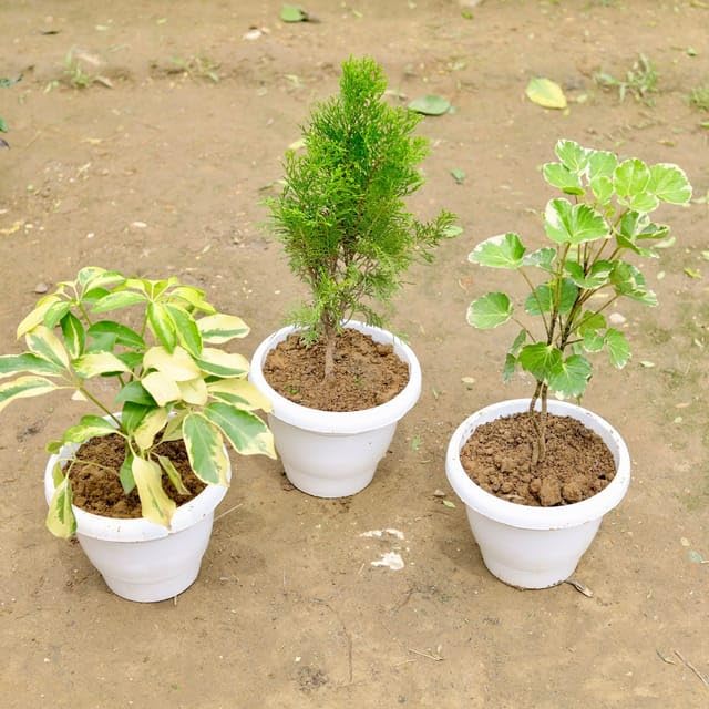 Mphmi مجموعة من 3 أطباق عشاء أراليا إنجليزي موربانكي شيفليرا متنوع في وعاء أبيض أنيق بحجم 6 إنش