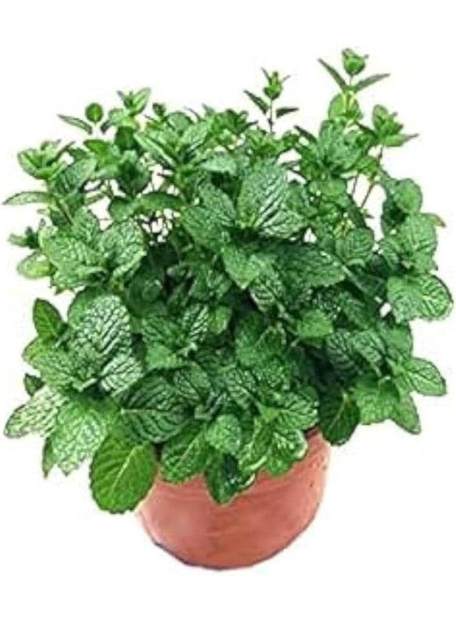 DUBAI GARDEN CENTRE نبات النعناع الصغير من مركز دبي للحدائق