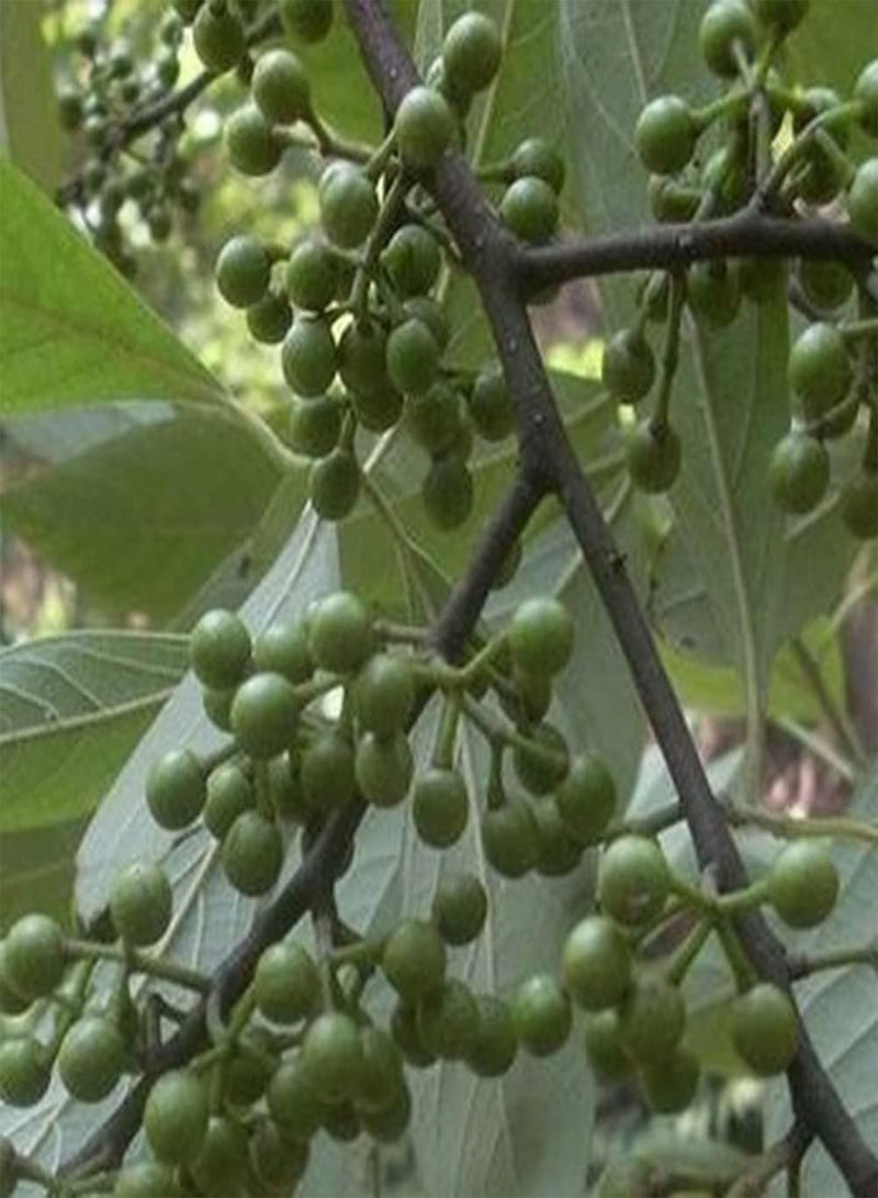 GGOOT 30Pcs DIY Pepper Seeds Gardening Kit Spice Plants Cash Crop Garden Field Farm Growing Plant Seedlings Pepper Seeds 1 - Image 1