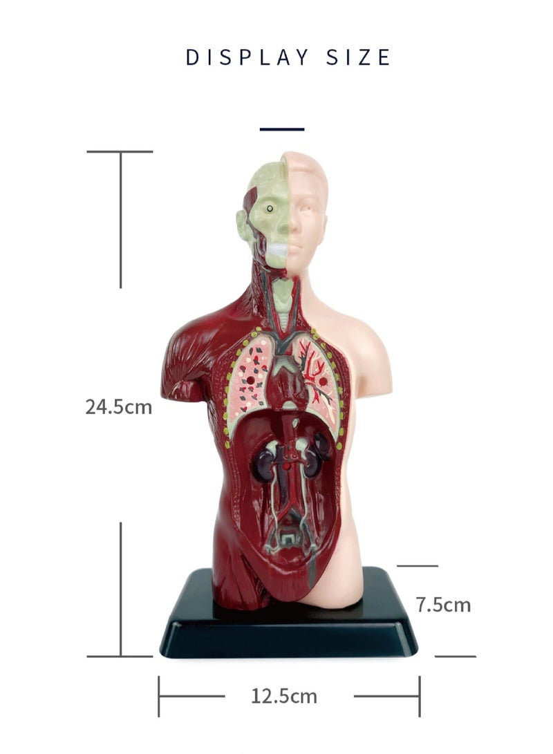 Simulation Half-Body Anatomical Model, Children'S Human Body Assembly Model, Torso Model With Detachable Parts, Preschool And School Medical Education Science Set - Image 3