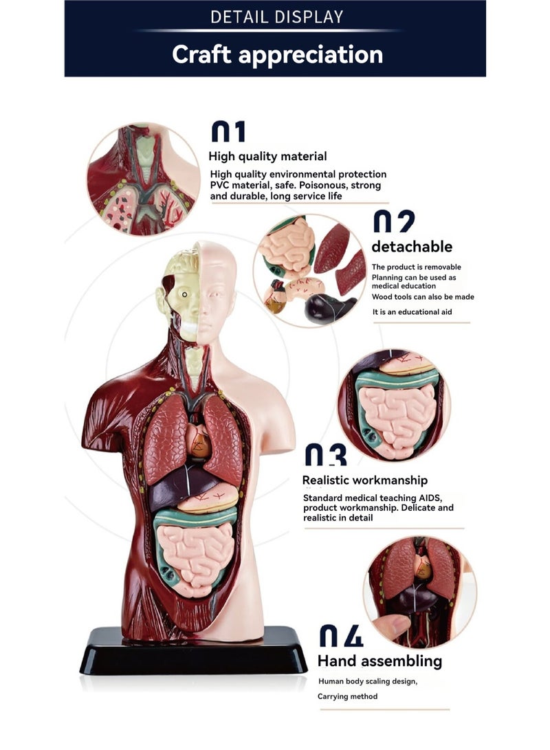 Simulation Half-Body Anatomical Model, Children'S Human Body Assembly Model, Torso Model With Detachable Parts, Preschool And School Medical Education Science Set - Image 2