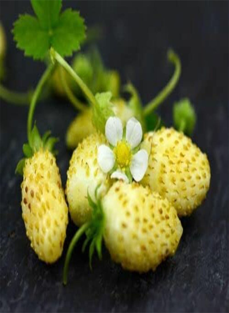 GGOOT Fruit - Strawberry Alpine Yellow Wonder - 50 Premium Quality Seeds - First Class - Image 1