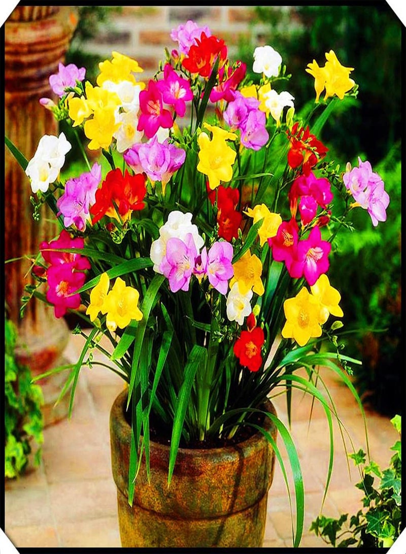 جي جوت زراعة بسيطة وبستنة، بذور زهور الفريزيا المختلطة، زراعة داخلية وخارجية، أزهار عطرية - 5 بذور - Image 4