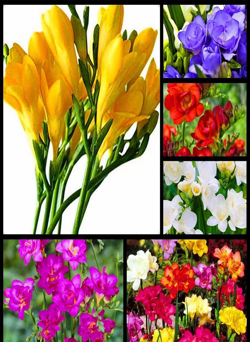 جي جوت زراعة بسيطة وبستنة، بذور زهور الفريزيا المختلطة، زراعة داخلية وخارجية، أزهار عطرية - 5 بذور - Image 1